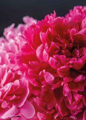 Postcard "Peony" (26-9)