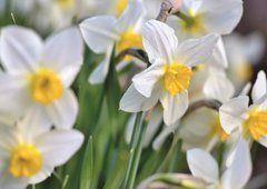 Narcissus (23-9)