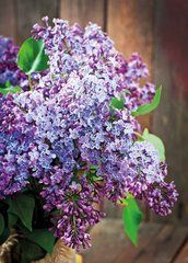 Postcard "Lilac Mood" (26-27)