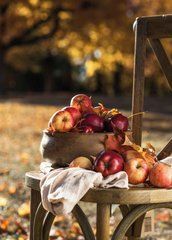 "Harvest" Postcard (26-25)