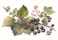 Berries (23-5)