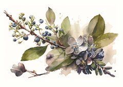 Berries (23-6)