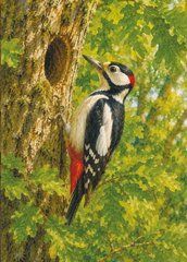 Postcard "Ukrainian Forest" (26-9)