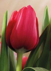 Flowers (25-16)