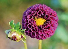 Dahlias 1
