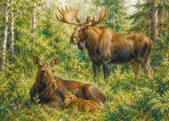 Postcard "Ukrainian Forest" (26-11)