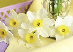Narcissus (23-10)