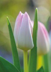 Flowers (25-18)