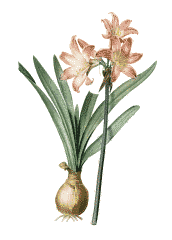 Postcard "Botanical Illustration" (26-1)