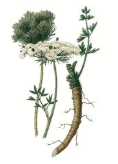 Postcard "Botanical Illustration" (26-2)