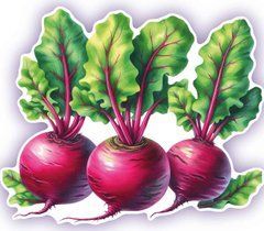 Figured postcard "Beetroot"