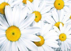 Postcard "Daisies" (26-1)