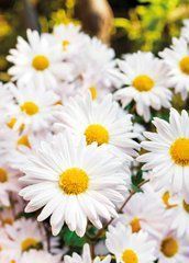 Postcard "Daisies" (26-2)