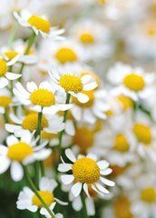 Postcard "Daisies" (26-3)