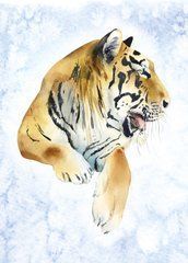 Tiger (a-12)