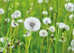 Postcard "Dandelion" (26-1)
