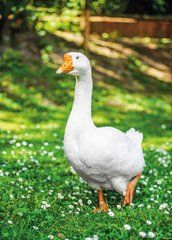 "Geese" Postcard (26-3)