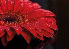 Flowers (25-1)