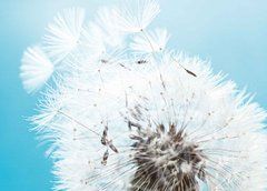 Postcard "Dandelion" (26-2)