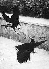 Листівка "Black and white" (26-13)