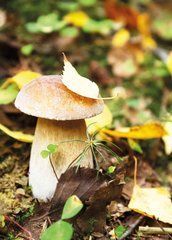 "Mushrooms" Postcard (26-9)