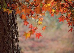 Postcard "Autumn" (25-67)
