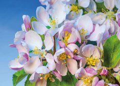 Postcard "Spring" (26-32)