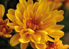 Postcard "Autumn" (25-8)
