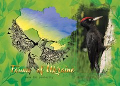 Fauna of Ukraine. Black woodpecker
