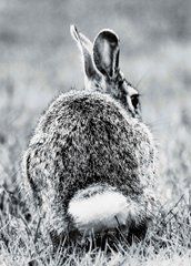 Листівка "Black and white" (26-21)