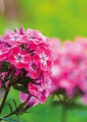 Flowers (25-2)