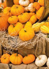 "Harvest" Postcard (26-8)