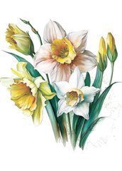 Narcissus (23-2)