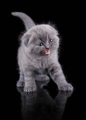 Postcard "Kitten" (26-2)