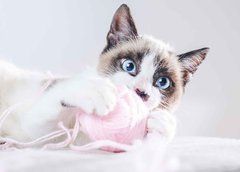 Листівка "Котик" (26-14)