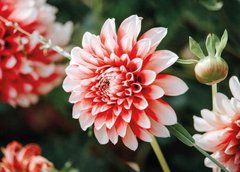 Postcard Dahlia (3)