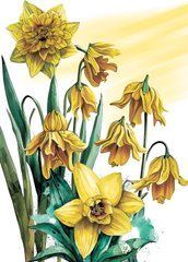 Narcissus (23-8)