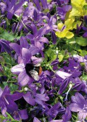 Flowers (25-8)