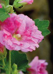 Mallows (25-3)