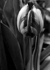 Листівка "Black and white" (26-31)