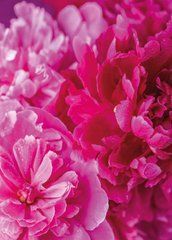 Postcard "Peony" (26-8)