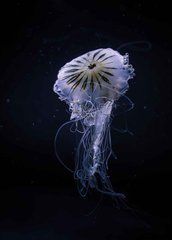 Postcard "Medusa" (26-4)